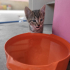 Yuva arayan minik tekir🐾 fotoğraf