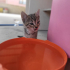 Yuva arayan minik tekir🐾 fotoğraf