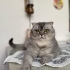 SCOTTİSH FOLD KISIR KIZIMIZ ÖMÜRLÜK YUVASINI ARIYOR KEÇİÖREN fotoğraf