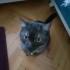 Şapşik yeni ailesini arıyor fotoğraf