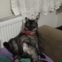 Şapşik yeni ailesini arıyor fotoğraf