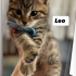 🐾 Leo ömürlük yuvasını arıyor 🐾 fotoğraf