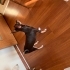 Chihuhua acil kalıcı aile aranıyor… fotoğraf