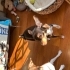 Chihuhua acil kalıcı aile aranıyor… fotoğraf