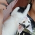 2.5 aylık erkek uzun tüylü Dobby fotoğraf