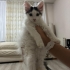2.5 aylık erkek uzun tüylü Dobby fotoğraf