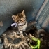 6 adet Tekir kedi fotoğraf