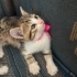 6 adet Tekir kedi fotoğraf