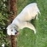 Beyaz Golden Retriever fotoğraf