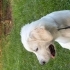 Beyaz Golden Retriever fotoğraf