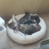 BALKONUMUZDA BÜYÜTTÜĞÜMÜZ 4 YAVRUYA YUVA ARIYORUZ fotoğraf