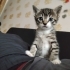 3 tane yavru kedimiz var ömürlük yuva aranıyor. fotoğraf