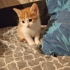 3 tane yavru kedimiz var ömürlük yuva aranıyor. fotoğraf