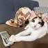 Balım 4 aylık dişi fotoğraf