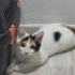 Balım 4 aylık dişi fotoğraf