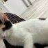 Balım 4 aylık dişi fotoğraf