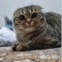Ömürlük Yuvasını Arayan Can Dostum fotoğraf