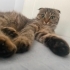 Ömürlük Yuvasını Arayan Can Dostum fotoğraf