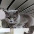 Saf British Shorthair kedimizi ücretsiz sahiplendirme fotoğraf