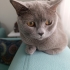 Saf British Shorthair kedimizi ücretsiz sahiplendirme fotoğraf
