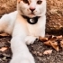 Lina Yuva arıyor fotoğraf