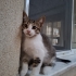 Kedi Şaban Sunar fotoğraf