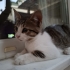 Kedi Şaban Sunar fotoğraf