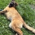 Oyun delisi bir leonberger erkek- ailesini arıyor fotoğraf