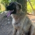 Oyun delisi bir leonberger erkek- ailesini arıyor fotoğraf