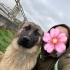 Oyun delisi bir leonberger erkek- ailesini arıyor fotoğraf