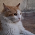 Asil Dantes Hazretleri fotoğraf