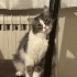ACIL KALICI YUVA ARANIYOR fotoğraf