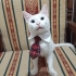 Van kedisi acil yuva arıyor fotoğraf