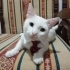 Van kedisi acil yuva arıyor fotoğraf
