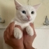 Van kedisi acil yuva arıyor fotoğraf