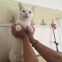 Van kedisi acil yuva arıyor fotoğraf