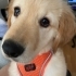 Golden Retriever 3 aylık ücretsiz sahiplendirme fotoğraf