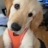 Golden Retriever 3 aylık ücretsiz sahiplendirme fotoğraf