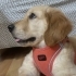 Golden Retriever 3 aylık ücretsiz sahiplendirme fotoğraf