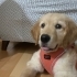 Golden Retriever 3 aylık ücretsiz sahiplendirme fotoğraf