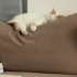Erkek Exotic Shorthair Kedi fotoğraf