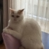Erkek Exotic Shorthair Kedi fotoğraf