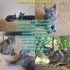 2 gri yavru ve annesi sımsıcak yuvasını arıyor fotoğraf