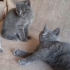 2 gri yavru ve annesi sımsıcak yuvasını arıyor fotoğraf