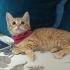 Ballı Lokma Tatlısı fotoğraf