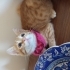 Ballı Lokma Tatlısı fotoğraf