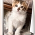 MisKet Yuvasını Arıyor! fotoğraf