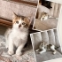 MisKet Yuvasını Arıyor! fotoğraf