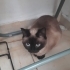Siyam cins kedi ücretsiz sahiplendirme fotoğraf