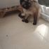 Siyam cins kedi ücretsiz sahiplendirme fotoğraf